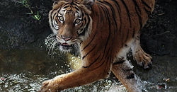 Tiger 4.jpg