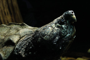 Aligator Snapping Turtle