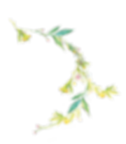 G%26T%20foliage%203%20(1)_edited.png
