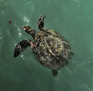 sea-turtle-las-catalinas-costa-rica.webp