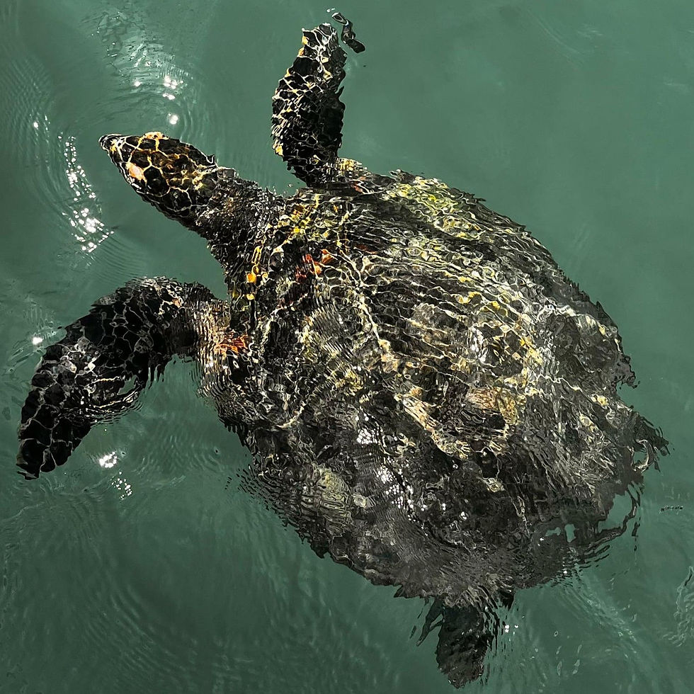 "Tortue marine à Las Catalinas, Costa Rica"