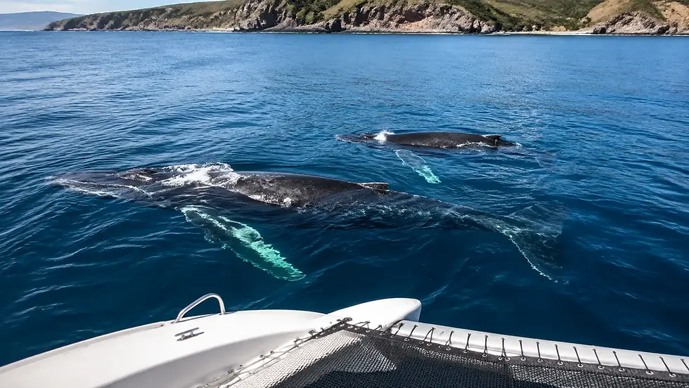 Humpback whale mother and calf observed from Mowana in Guanacaste, Costa Rica