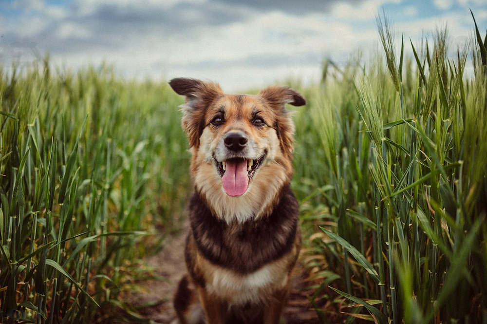 Собака т. Собака в кукурузном поле. портрет собаки фото на улице. happy dog реклама. фото собак в кукурузном поле.