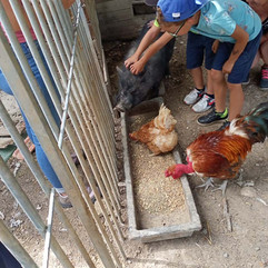 Les enfants caressent le cochon pendant que la poule et le coq mangent