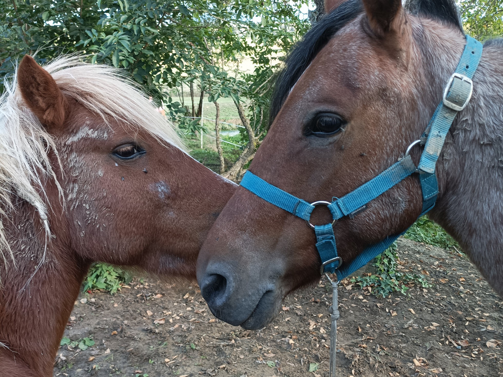 les mamours entre Tao et Diva