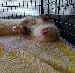Marlow le furet blanc endormi