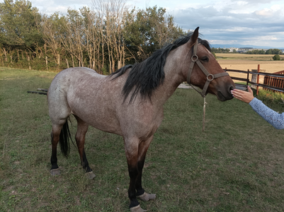 Diva sent la main d'une bénévole, elle à la crinière toute démêlée
