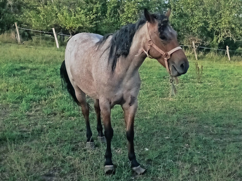 vu légÚrement de cÎté de Diva à son arrivée