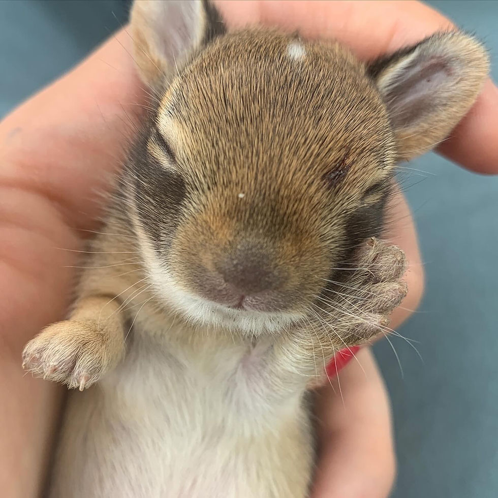 Orphaned Rabbit