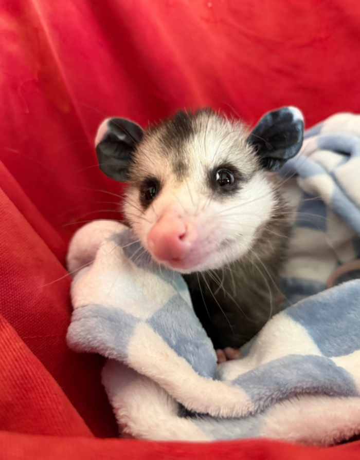Juvenile Opossum