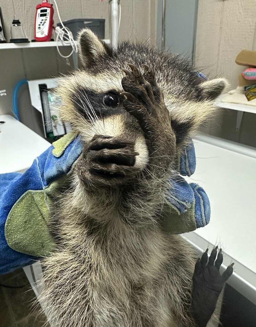 Orphaned Raccoon Kit