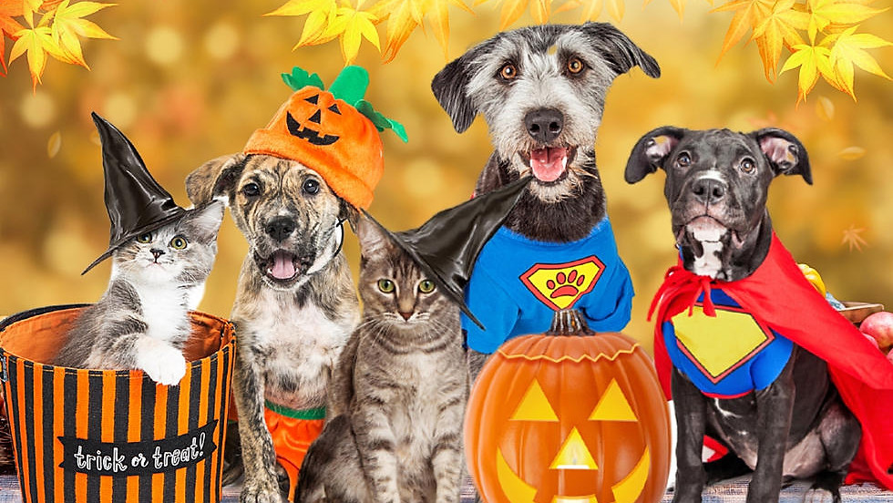 Howl-O-Ween Dog Costume Contest