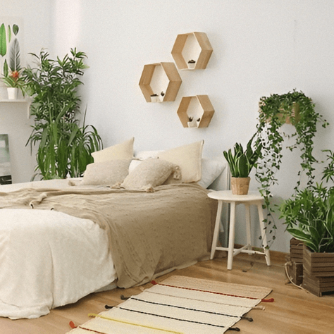 Top 10 Cây Cảnh Để Phòng Ngủ Giúp Ngủ Ngon Và Thanh Lọc Không Khí