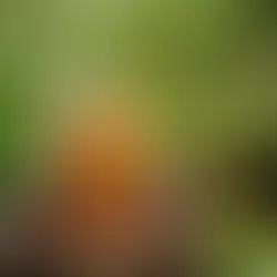 Mẹo Nấu Sâm Bí Đao Ngon Lành Và Đẹp Da Cho Phụ Nữ