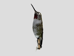 Publication Using 'PicoCam' Photogrammetry Device for3D Models