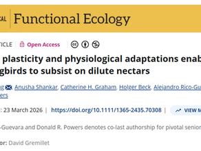 New Pub on hummingbird feeding!