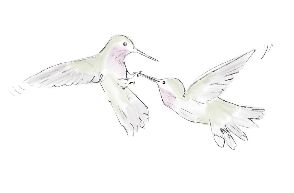 _hummingbird_fights