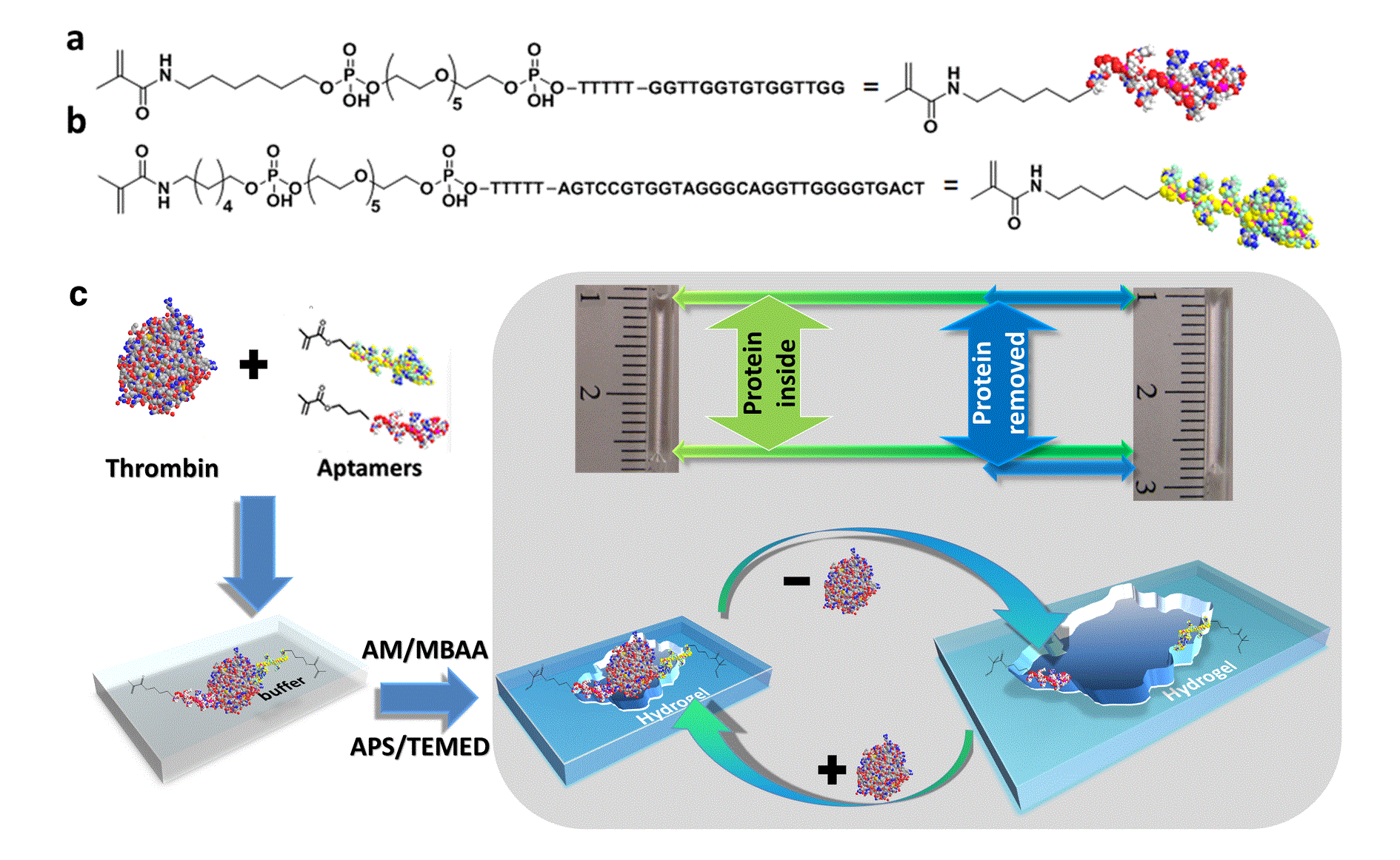 Macromolecular Amplification of Binding Response in Superaptamer Hydrogels