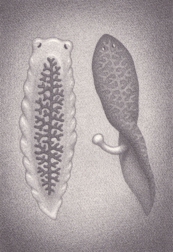 Cuties, drawing by Catriona Secker