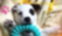 Puppy Class