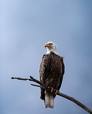 baldeagle.jpg