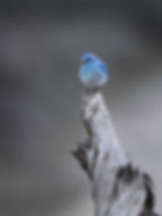 bluebirdperch.may25