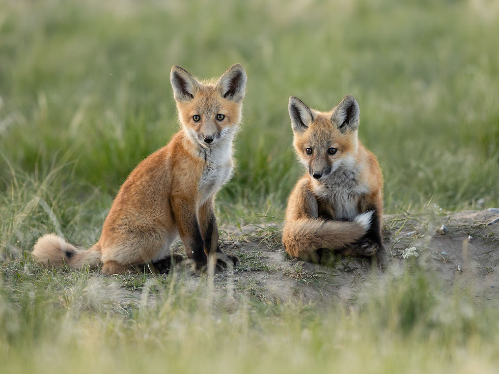 foxtwins.print