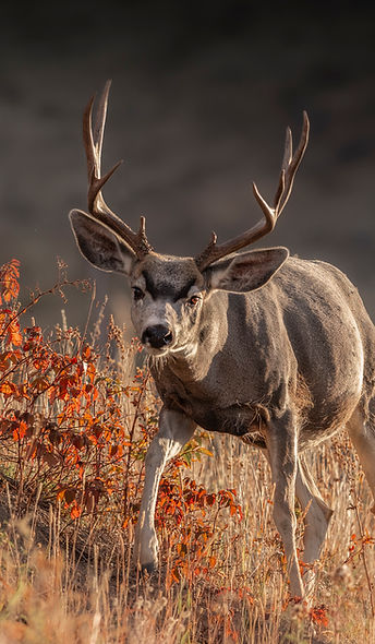 atumnbuck.print (1).jpg