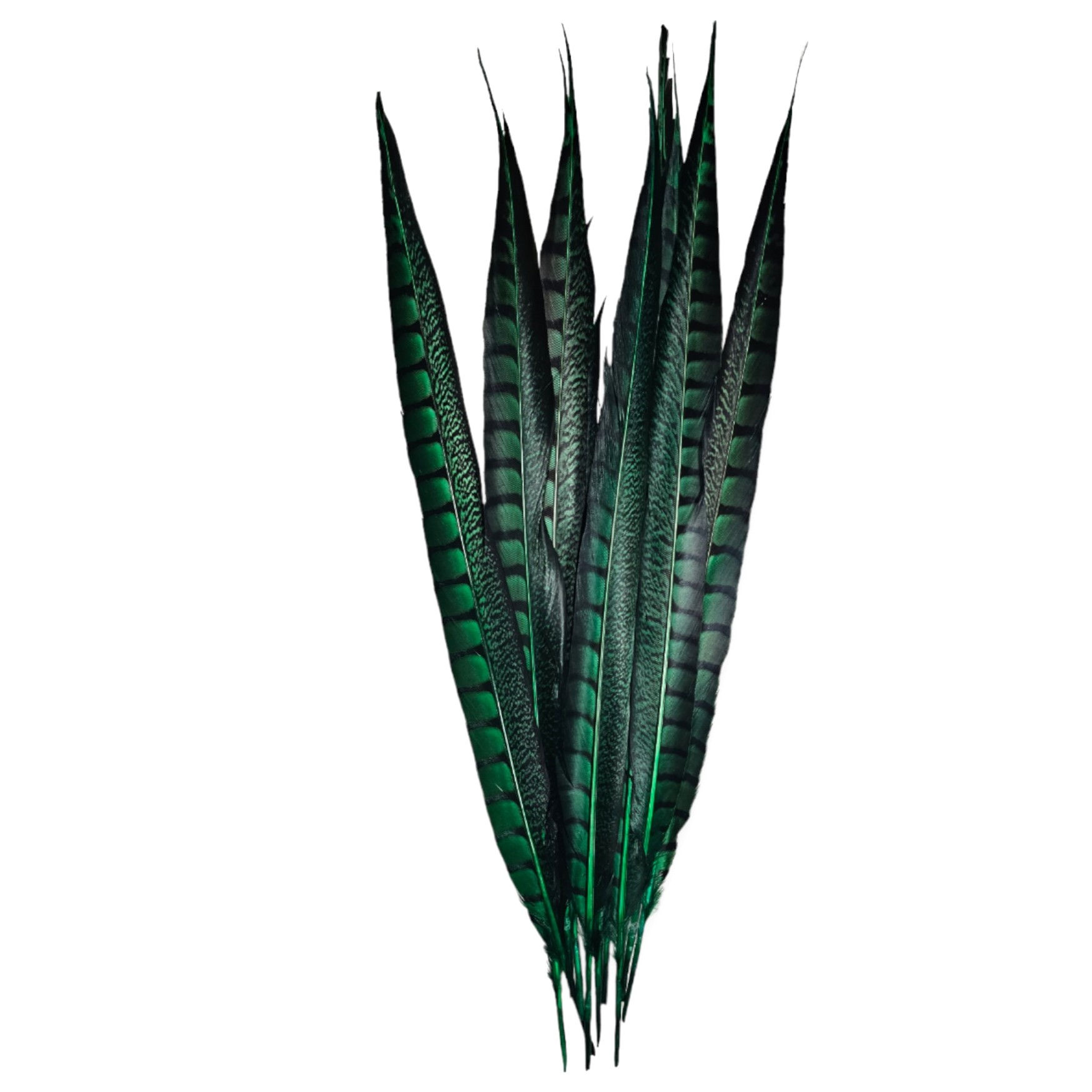 Green Pheasant Feather