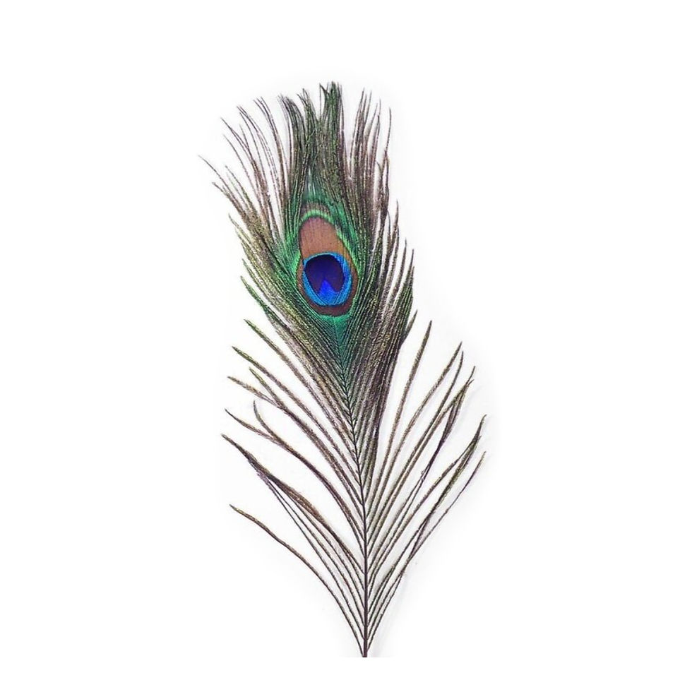 Thumbnail: Real Natural Peacock 34-38" Inches / 85-95cm Feather for DIY Crafts Costume