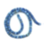 Shell Beads