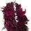 Thumbnail: Fuchsia Rooster Feather boa
