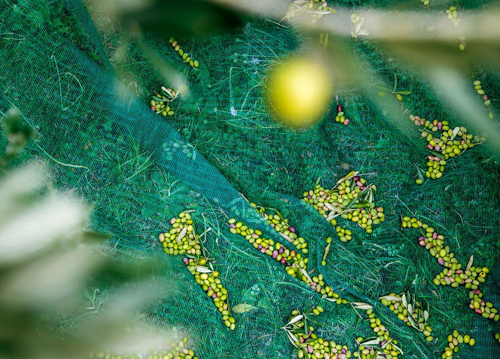 Olive - Ph. Tanja Tuta