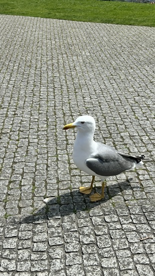 Seagull Porto