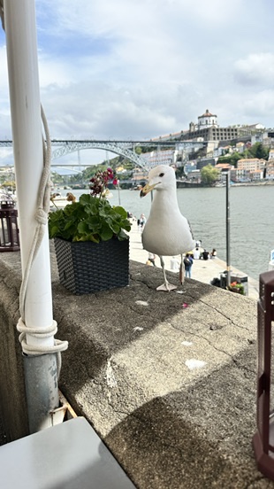Porto Douro River Seagull