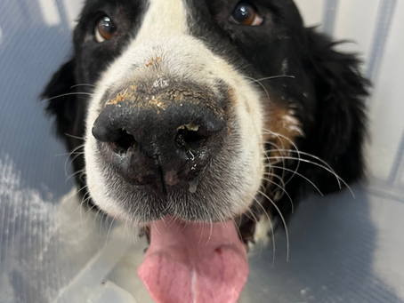 So yesterday my dog died