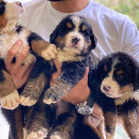 Juguetes para cachorros y adultos Bernés