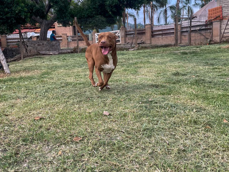 ¿Cuánto cobra un hotel de perros por día?