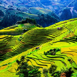 베트남의 북부 무창카이(Mu Cang Chai) 다락논 기행