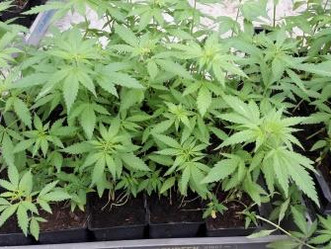 Biobased teeltseizoen 2018 van start