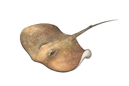 stachelrochen_2 (1).png