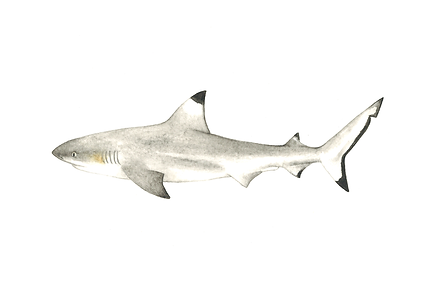 Blacktip (1).png
