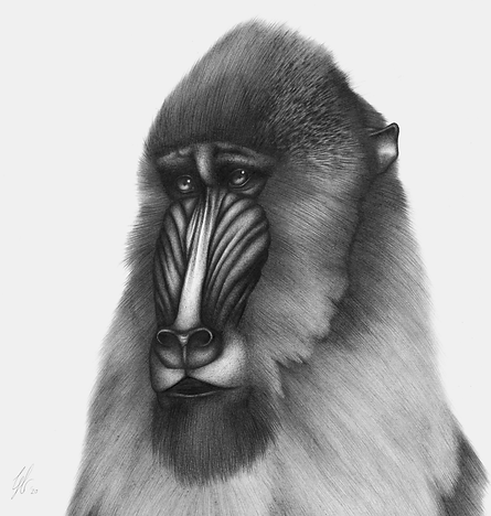 hope_of_life_scan (2).png