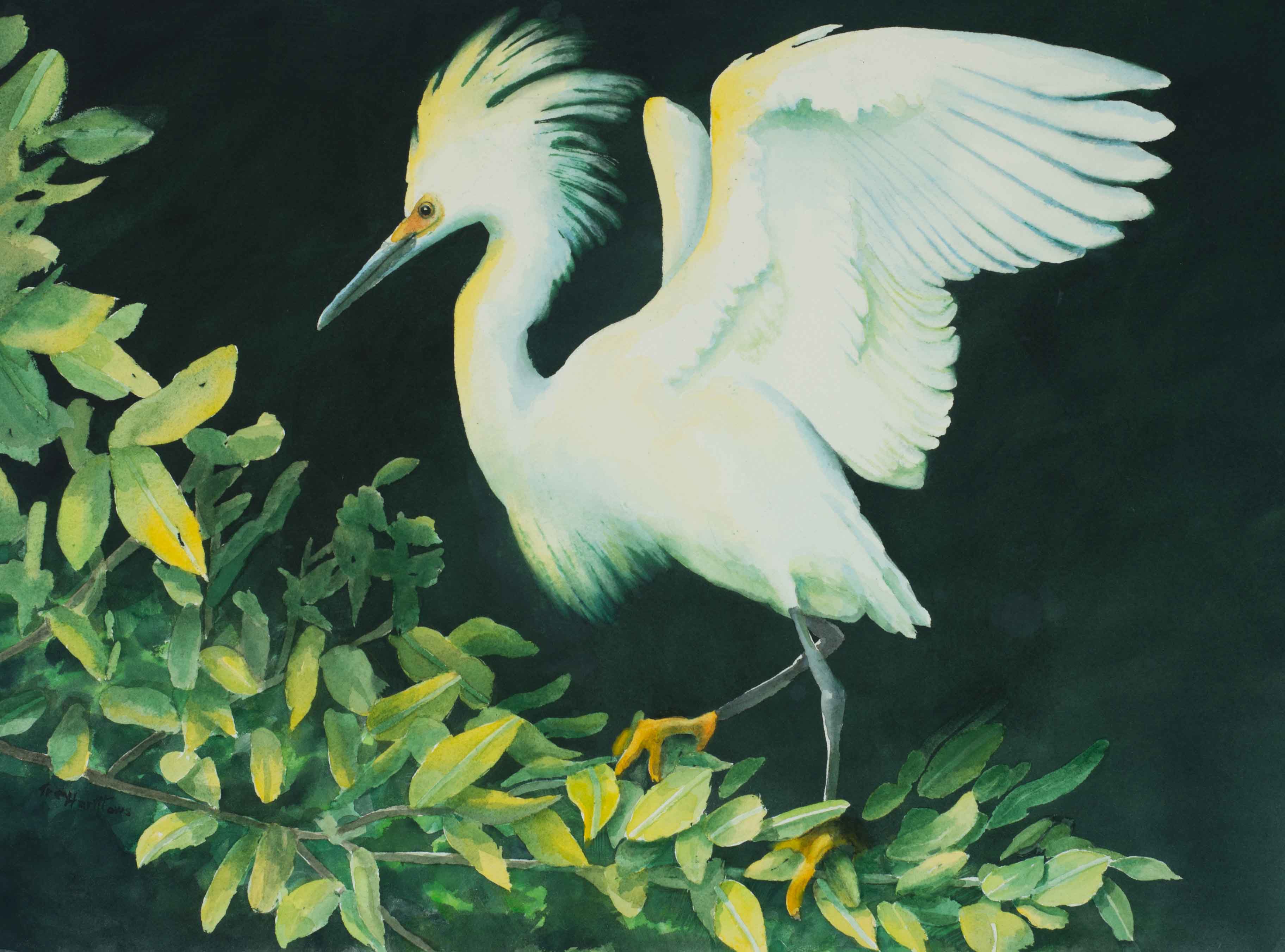 Snowy Egret on Branch