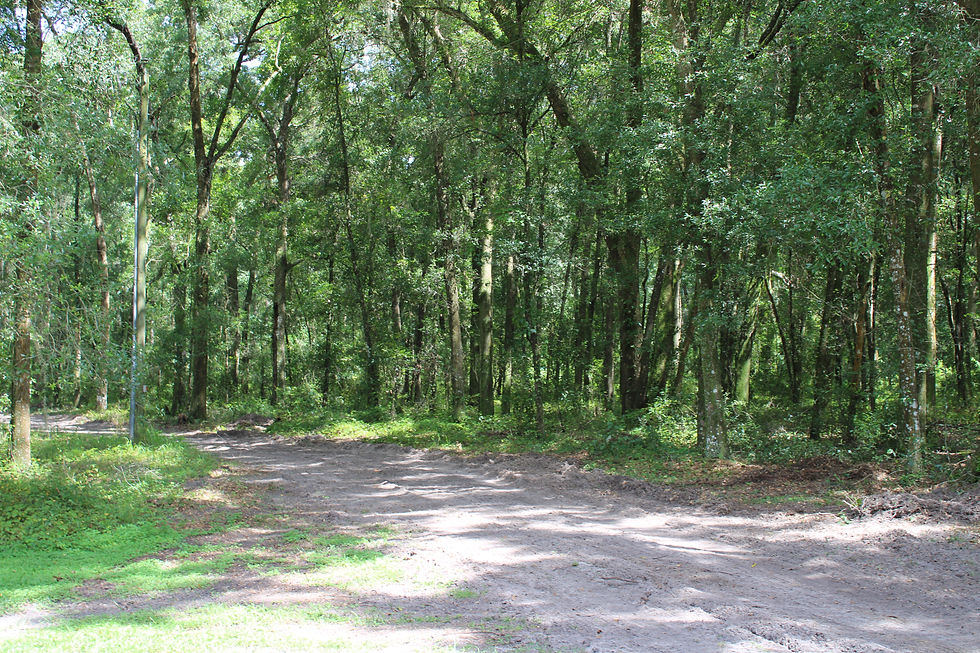 Ocala Trail