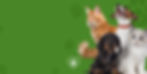 Green and White Bold Playful Cute Illustrated Pet Sterilization Banner Landscape.jpg