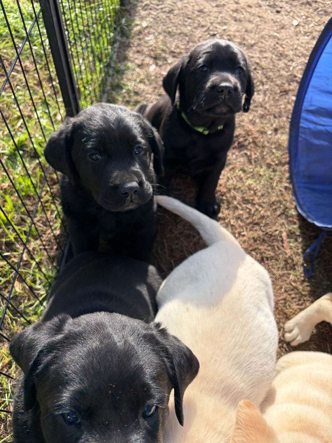 Wednesday & Vinnie's Litter 2025