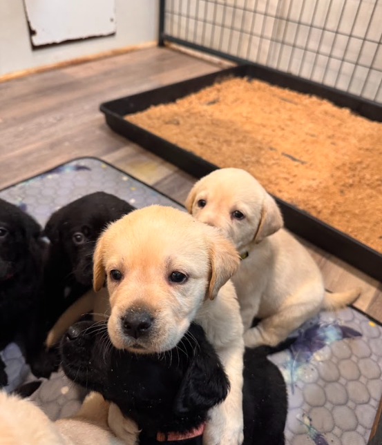 Screenshot 2026-04-06 154716