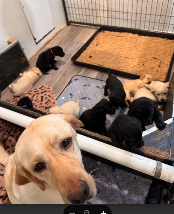 Screenshot 2026-04-06 154646