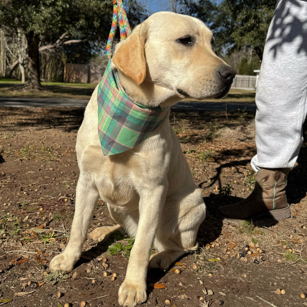 Greenbriar's Josie